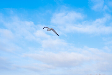 Obraz premium Birds flying in blue cloudy sky copy space