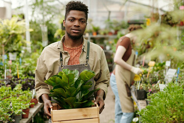 Portrait of African young gardener carrying new plants in box for transplantation in greenhouse