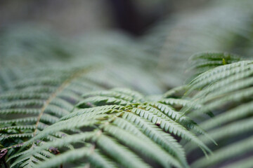 Australian fern with only a few leaves in focus