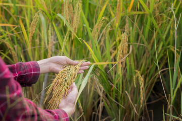 Young woman show the product from the development of the species in the experimental plot.perfect...
