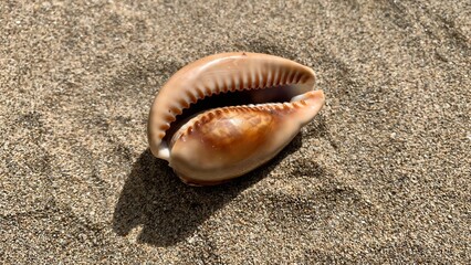 Sea shell with beautiful texture on the sand of beach background