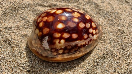 Sea shell with beautiful texture on the sand of beach background
