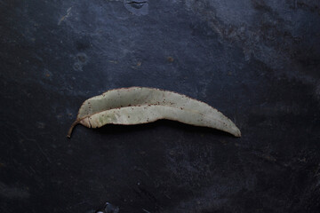 One leaf on a black background