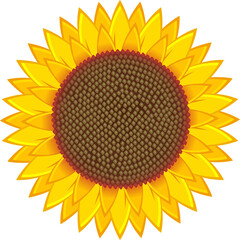 Sunflower clipart design illustration