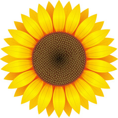 Sunflower clipart design illustration