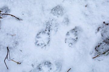 Footprints of a small dog in snow, a walk with dog on a snowy street