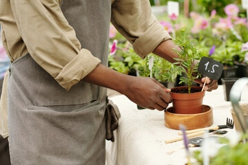 Close-up of male florist putting potted plant with price tag on table for sale in flower shop