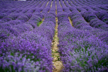 lavender fields in piedmont landscape of sale san giovanni © Mirko Macari