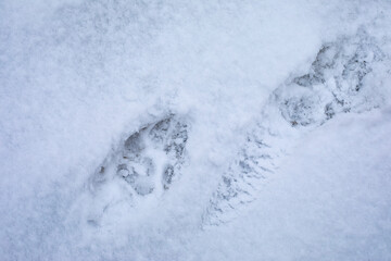 Fototapeta na wymiar Large dog's footprint in the snow, a dog running through the snow left a paw print