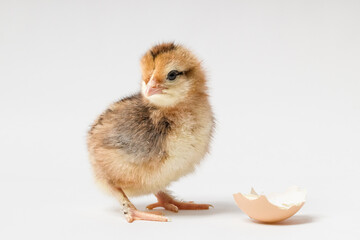 young chicken and a piece of eggshell on a white background