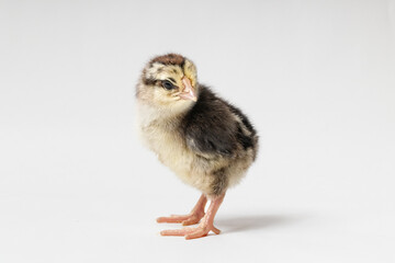 young chick turned around on a white background