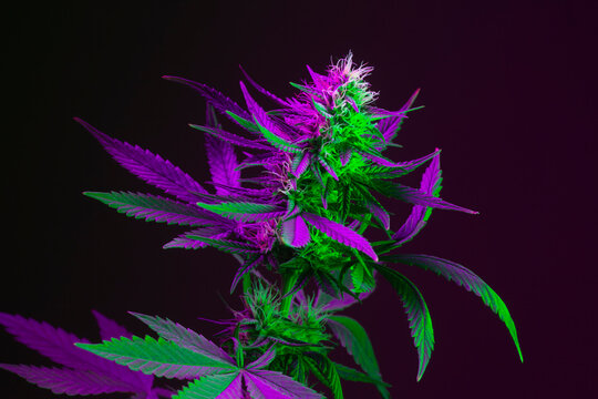 Bright Marijuana Plant. Vibrant medical cannabis colored in purple neon light. Green and purple pink marijuana flower isolated on black background. Beautiful colorful cannabis in tropical exotic style