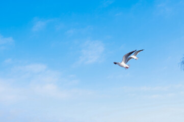 Fototapeta na wymiar Birds flying in blue cloudy sky copy space