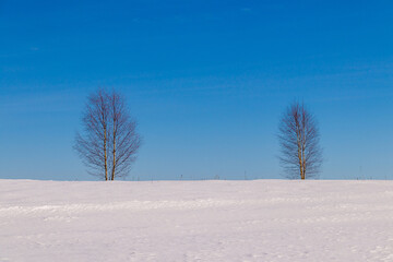 Fototapeta na wymiar two birch trees in the middle of a snowy field against a blue sky on a winter day