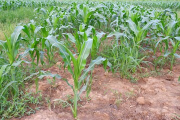 green corn plant growing on nature background