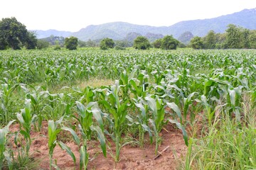green corn plant growing on nature background