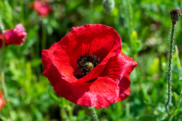 A sun-drenched field with beautiful blooming red poppy flowers. A field of blooming poppies. Beautiful fields of red poppy. Red poppies in the sunlight. Red poppies in the grass. Selective focus. 