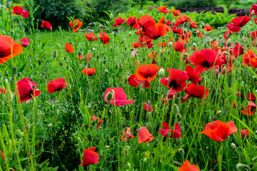 A sun-drenched field with beautiful blooming red poppy flowers. A field of blooming poppies. Beautiful fields of red poppy. Red poppies in the sunlight. Red poppies in the grass. Selective focus. 