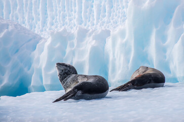 Leopard seals resting on ice