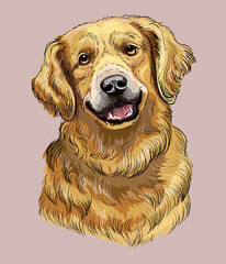 Golden Retriever hand drawing dog color vector illustration