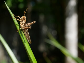 Brown Grasshopper, Bombay Locust on green leaf tree with natural black background,Thailand