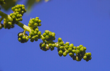 Grape flowers