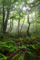 mystic misty forest in springtime