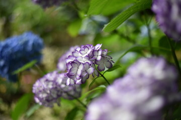 flowers in the garden
