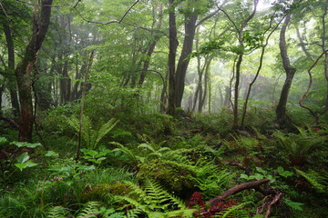 primeval forest in mist