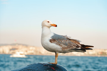 Seagull bird standing on the seashore rock in Istanbul.