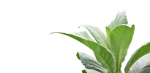 Isolated tobacco plant, leaf, tree with clipping paths.