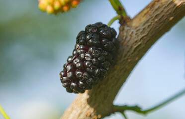 Mulberry fruits on mulberry tree branches