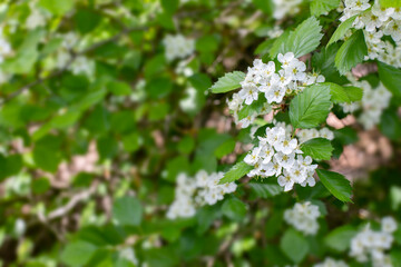 Hawthorn rataegus blossom white flowers on a branch with leaves, hawthorn branch natural background