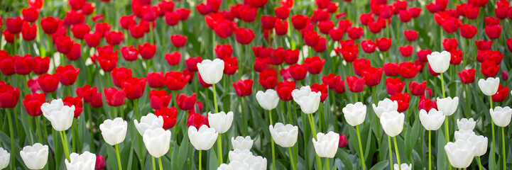 White red tulip blossom panoramic banner season tulip in nature