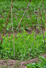 Dry shrub branches are stuck in a garden bed with green peas