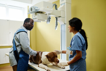 Professional doctor and injured dog owner getting ready to take X-ray picture in modern veterinary clinic - obrazy, fototapety, plakaty