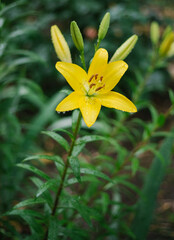 Close-up of a yellow lily flower. Hemerocallis is also called Lemon Lily, Yellow Daylily, Hemerocallis flava.Natural background. A flower in the garden after the rain.