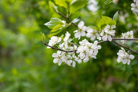 Branch of blossoming cherry in spring, white flower of cherry tree, orchard in spring