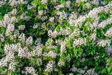blooming chestnut tree at sunset
