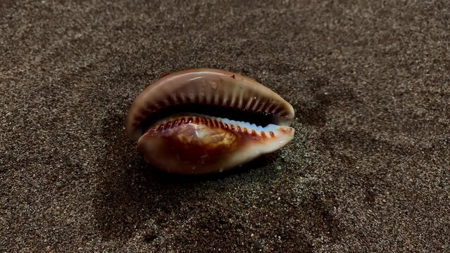 Sea shell with moving lighting treatment on the beautiful texture on the sand of the beach background