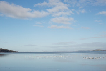 Seagulls and a few Pied Oystercatcher birds on the sand in very shallow water at low tide at Mortimers Bay