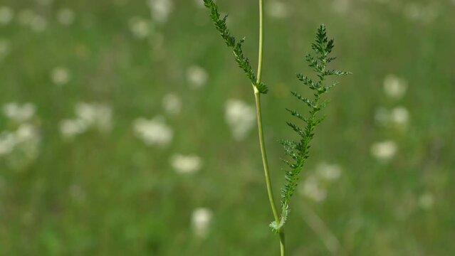 Dropwort in natural environment, stem and leaves (Filipendula vulgaris) - (4K)