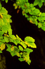 Hojas de Haya.Valle de Añisclo.Huesca.Cordillera pirenaica.España.