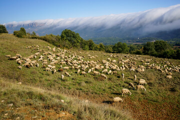 Rebaño de ovejas.Toló.Montsec de Rubies.Lleida.Cordillera pirenaica.Catalunya.España.