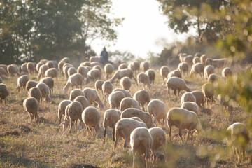 Rebaño de ovejas.Valle de Barcedana.Montsec de Rúbies.Lleida.Cordillera...