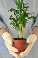 Gardener's hands in gloves hold green chamaedorea