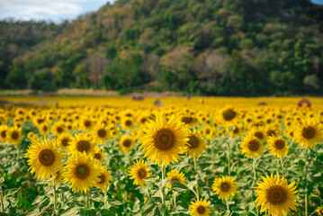 Fototapeta premium Sunflower field.