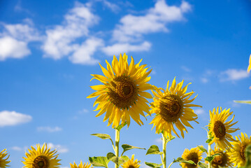 Sunflower field.