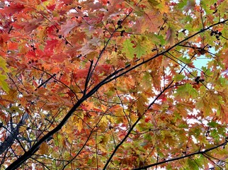 autumn leaves in the sun