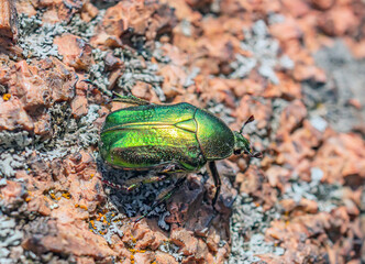 A Rose Chafer  on the granite stone. The  large golden with an emerald greenish sheen beetle.